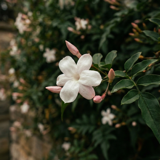 Jasmine Grandiflorum Absolute Formula