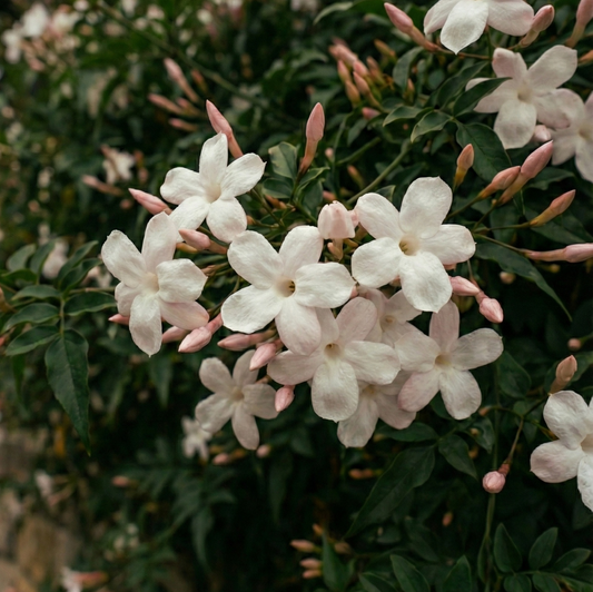 Jasmine Grandiflorum Absolute Formula