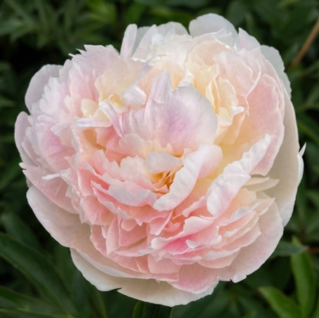 Chiffon Parfait Peony Recreation Formula