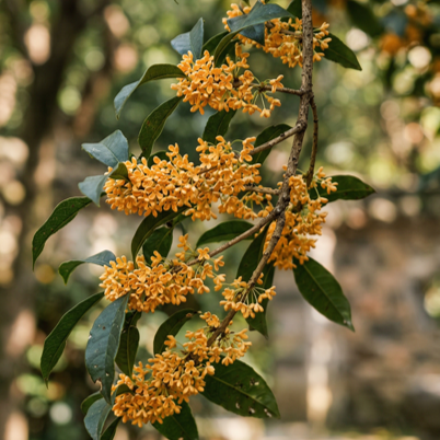 Osmanthus Absolute Forumula